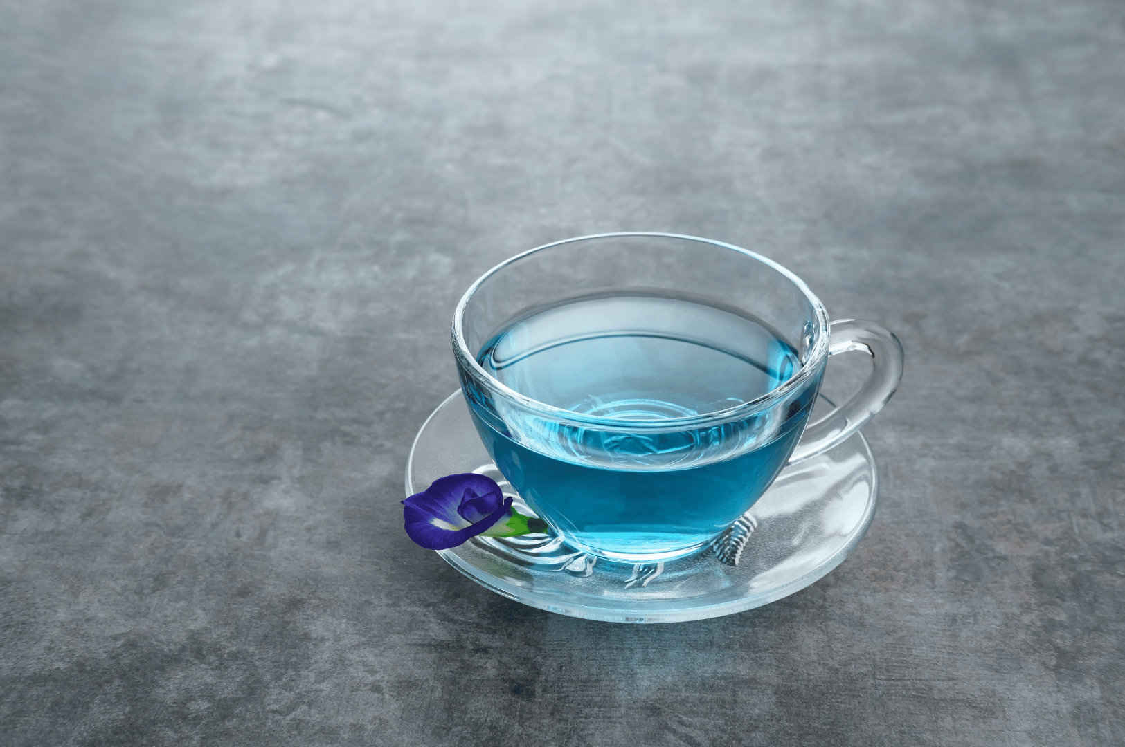 Butterfly-Tea- (5) Glass cup of vibrant blue butterfly pea flower tea resting on a clear saucer, accented by a single purple blossom placed beside it. Set against a textured gray surface, the minimalist composition evokes calm and contemplation—celebrating the botanical beauty and quiet ritual of Thailand’s color-changing herbal infusion.