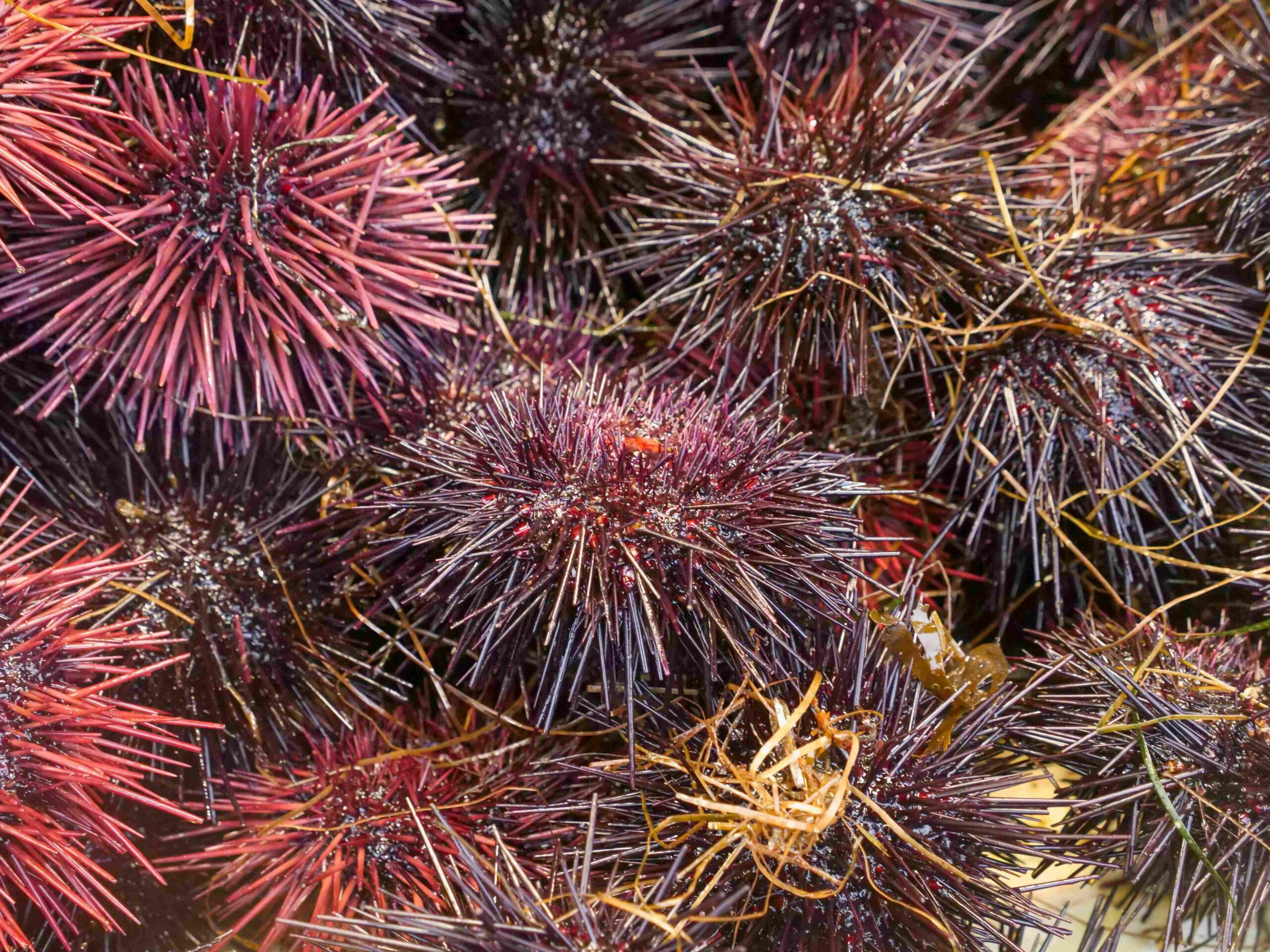 Hokkaido's Best Seaffod - 4 A close-up view of several spiny sea urchins in shades of deep purple and red, piled together with bits of seaweed caught between their spines.
