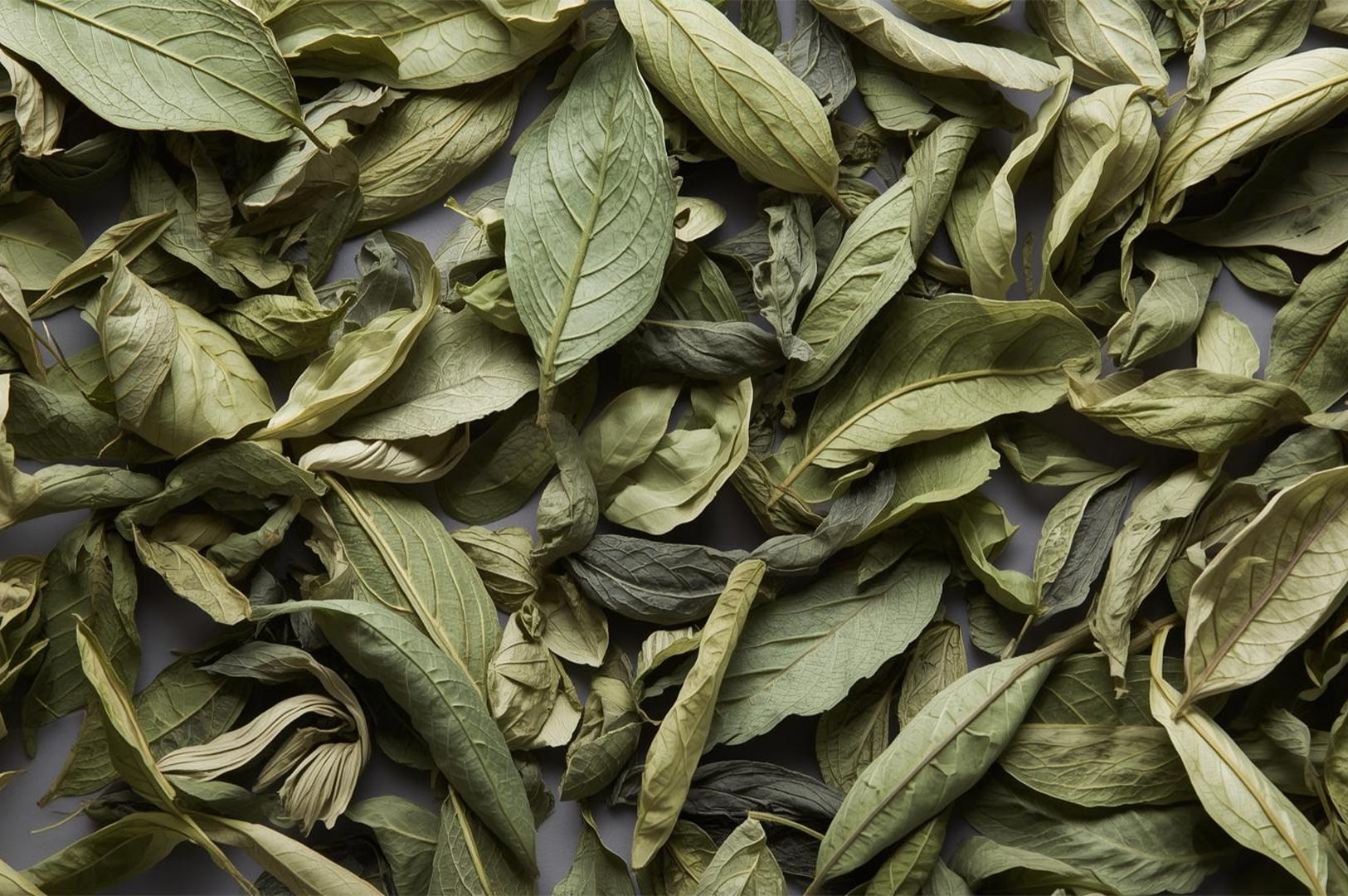 Close-up texture shot of dried green tea leaves scattered on a gray surface.