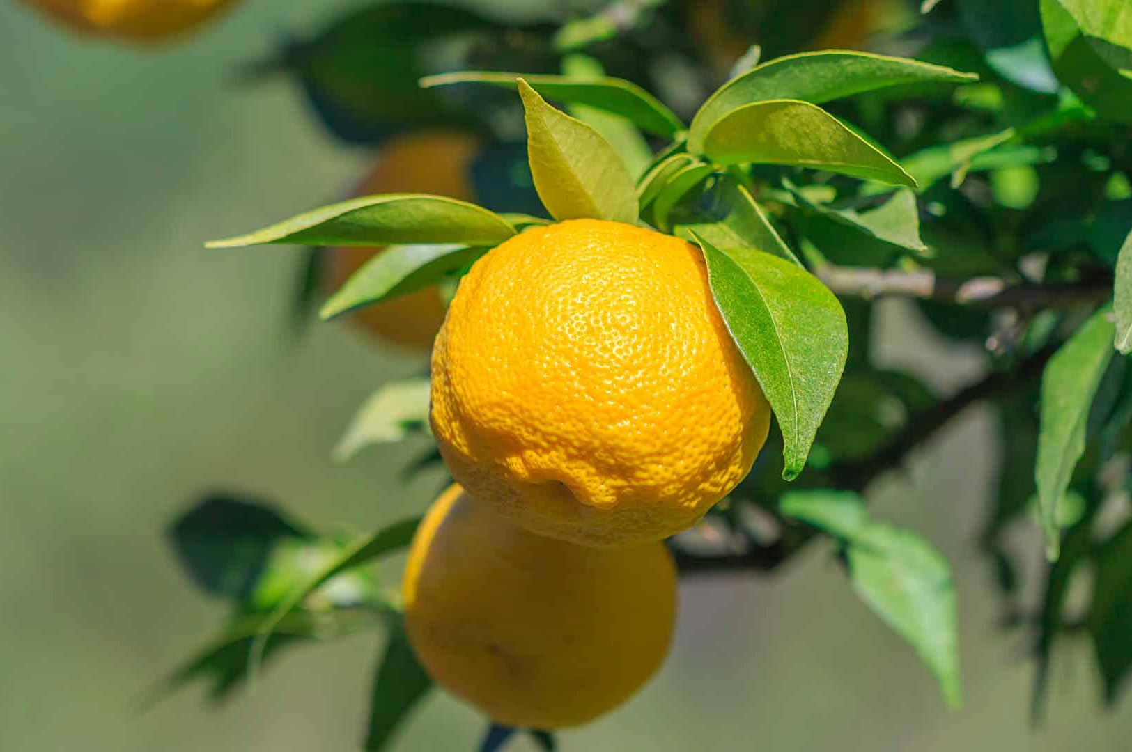 A bright yellow, ripe Yuja (citron) fruit hanging from a green leafy branch, illuminated by natural sunlight.