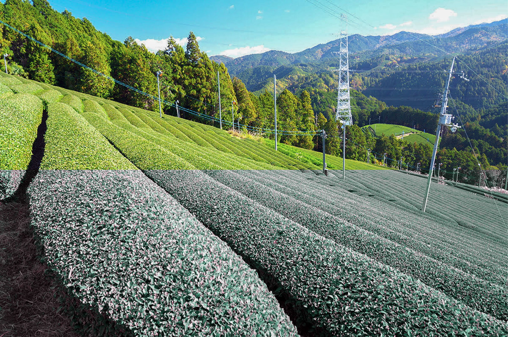 Scenic landscape view of a lush, terraced green tea plantation on a sunny hillside with mountains and blue sky in the background.