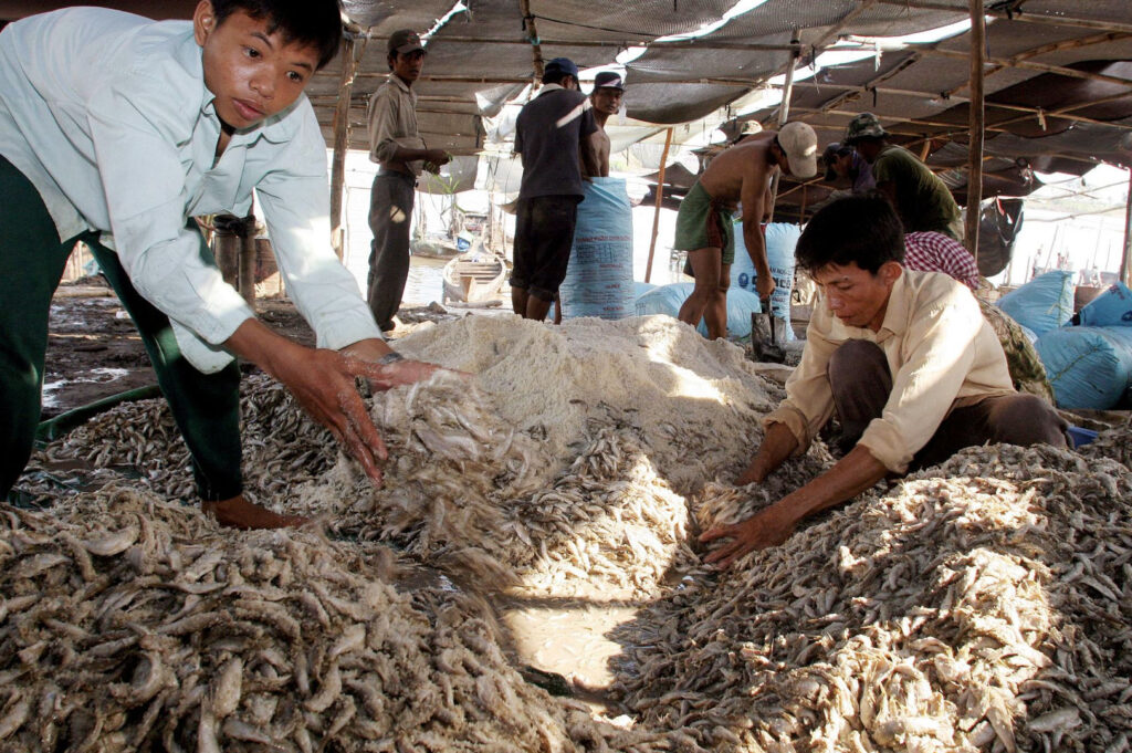 Cambodian workers preparing prahok fermented fish paste with salt and small fish during traditional Khmer fermentation process near Tonle Sap Lake