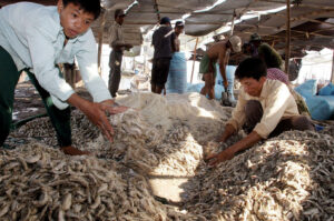Cambodian workers preparing prahok fermented fish paste with salt and small fish during traditional Khmer fermentation process near Tonle Sap Lake
