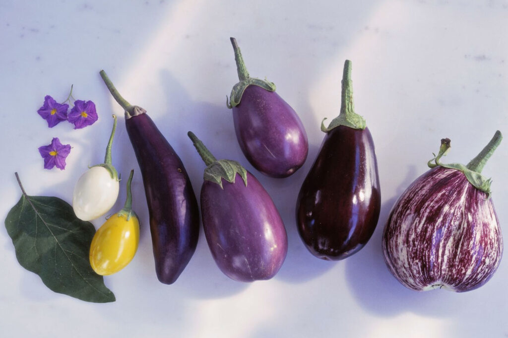 Fresh Chinese eggplant varieties in purple, white, and striped colors displayed on a clean background for Asian cooking ingredients