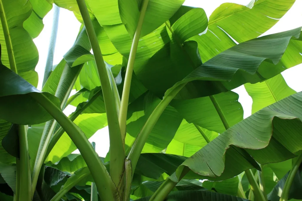 Fresh green banana leaves used for wrapping and steaming rice.