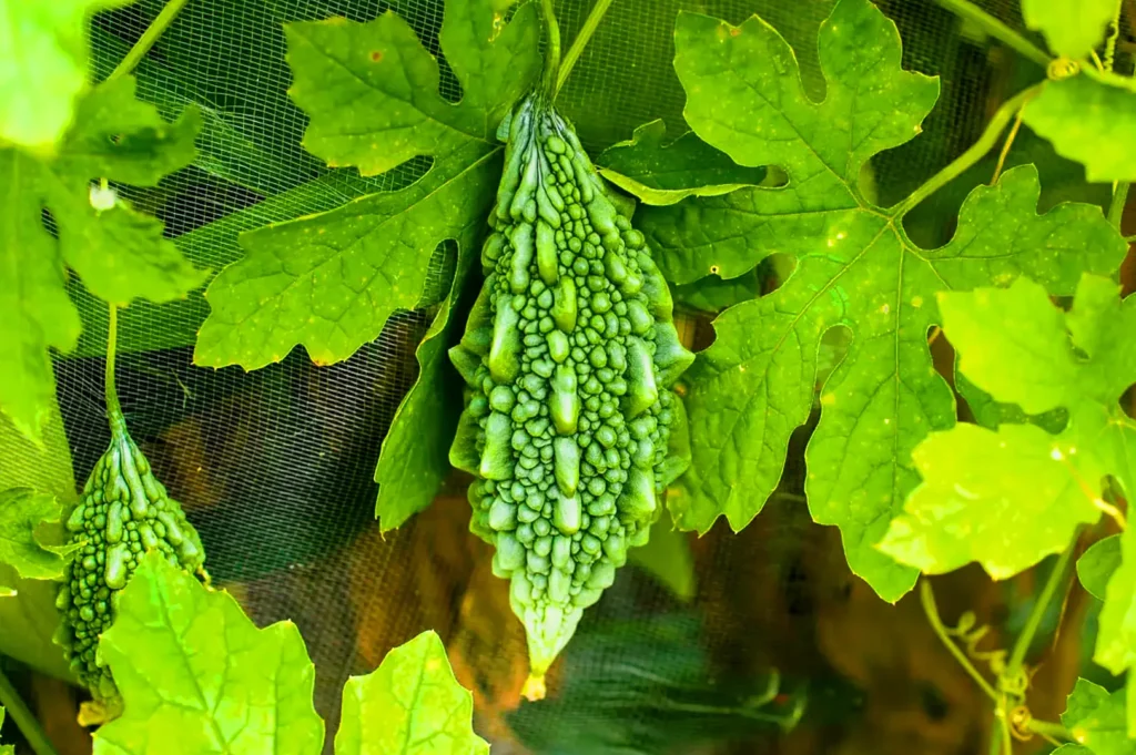 Fresh bitter melon growing on a vine, highlighting the bitter leaf and vegetable commonly used in Burmese home cooking